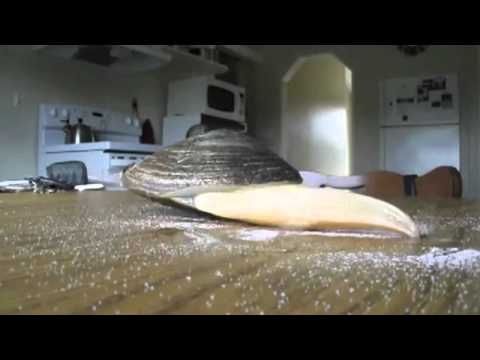 Video: Wie atmen Muscheln, wenn sie im Sand vergraben sind?