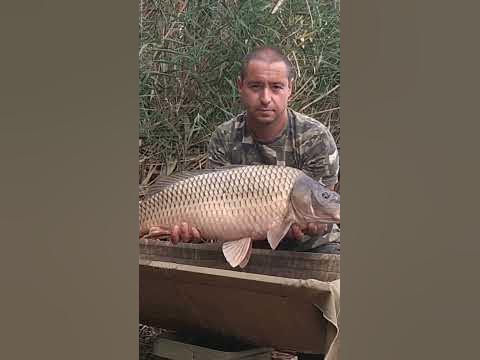 Див шаран 9кг. - YouTube