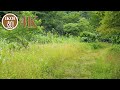 4K 2min自然音・鳥のさえずり　歌声のような鳥のさえずりと、川のせせらぎが響く朝　Nature Sounds of Birdsong　Morning birdsong like a melody