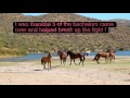 Salt River Wild Horses - Three bands show up for water at the same time!