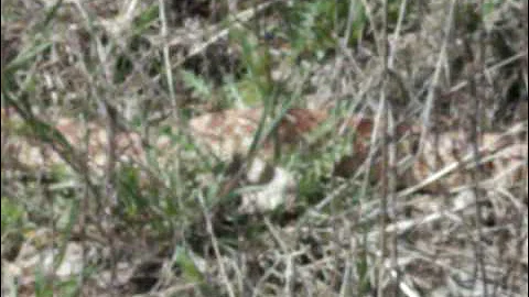 Rattlesnake... or NOT... in the woods