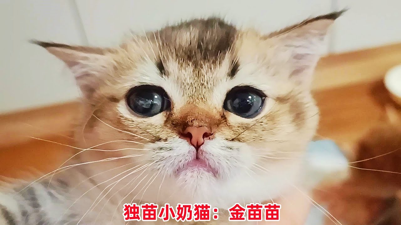 猫妈和帅猫越处越有夫妻相，夸完独苗奶猫包子脸，它玩得可兴奋了 - YouTube