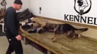 Bite Work on young Shepherd