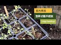 【幼苗徒长】90•种植/徒长有几个原因，其中一个常常被忽视了，怎样避免徒长，怎样挽救徒长的幼苗/Leggy seedlings