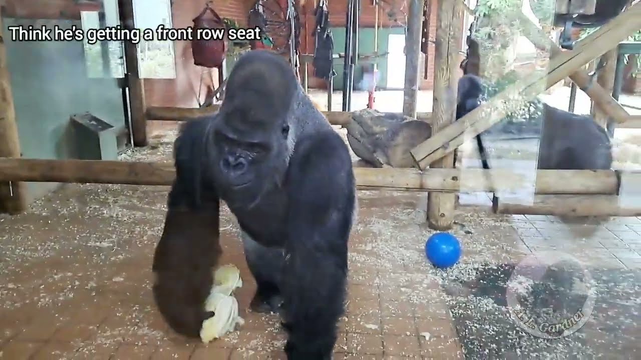 Ozala and Biddy squaring off - Oumbi brings snacks to watch...