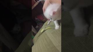 Призрак котенка на заднем плане | Шотландская вислоухая кошка Нани Призрак котенка на заднем плане | Шотландская вислоухая кошка Нани
