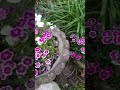 Beautiful backyard garden, Cincinnati, Ohio. #tamanbunga #garden #cincinnati #flowergarden #ohio