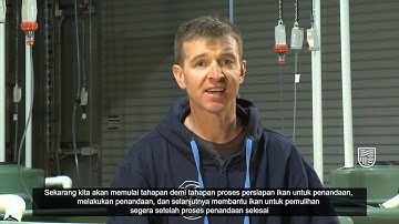 Gambaran tentang PIT tagging