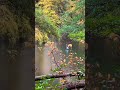 Heron and beaver rat change places. #nature #autumn #heron #beaver #forest #mindfulness
