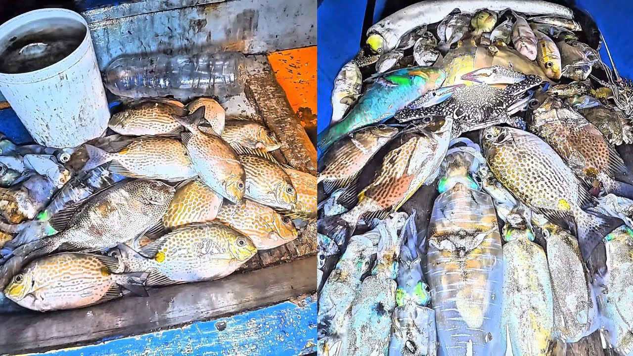 Hunting fish 2026🔥 Berburu malam nombak ikan🐟 cumi-cumi🦑 kepiting🦀 