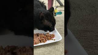 Ross#cat #cute #cuteanimals