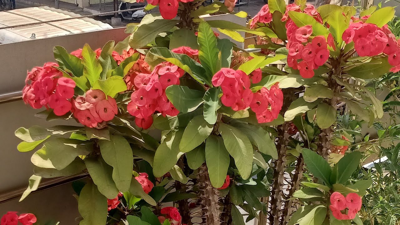 Gardening With Mona is live!