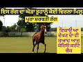 red colur horse for sale,,,,ਲਾਲ ਘੋੜਾ ਵਿਕਾੳੂ