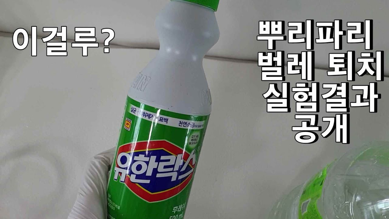 식물 뿌리파리,집안 벌레 완전 박멸하는 방법