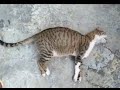 إنقاذ قط   من التسمم /تونس 2022 /Rescue a cat that drank poison