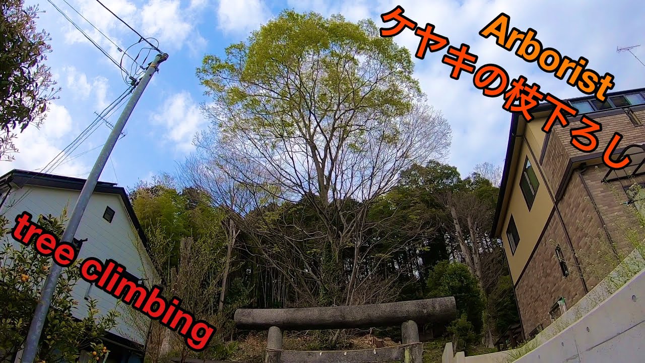 ケヤキの枝を水平に下ろします Youtube