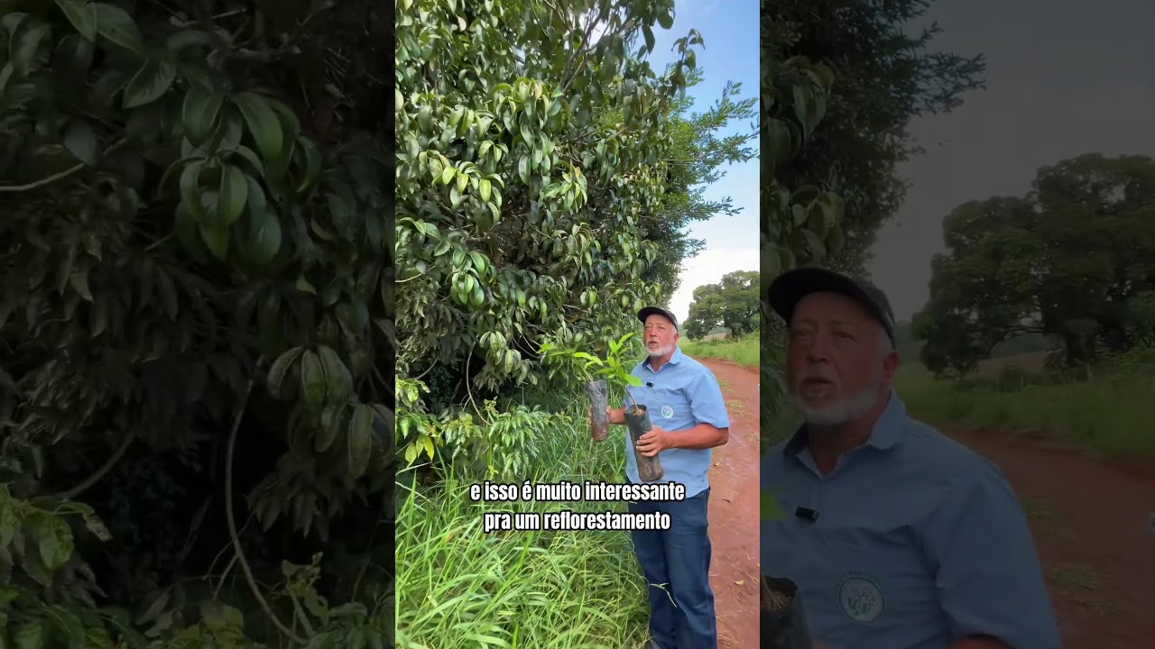 Canela-de-Frade é uma das espécies que a própria mata próxima nos proporcionou mudas incríveis.