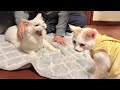 子猫が新しい家族になる先住猫と初対面したらまさかのこうなっちゃいました…