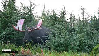 The Alaska Moose Rut, Nature Unfolding #nature #moose #wildlife