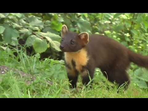 Pine marten