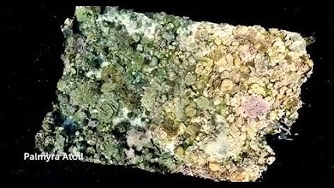 Recreating Entire Coral Reefs in 3D