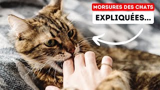 Le Véritable Secret Derrière les Morsures des Chats! by Boss Life France 2,042 views 4 months ago 4 minutes, 14 seconds