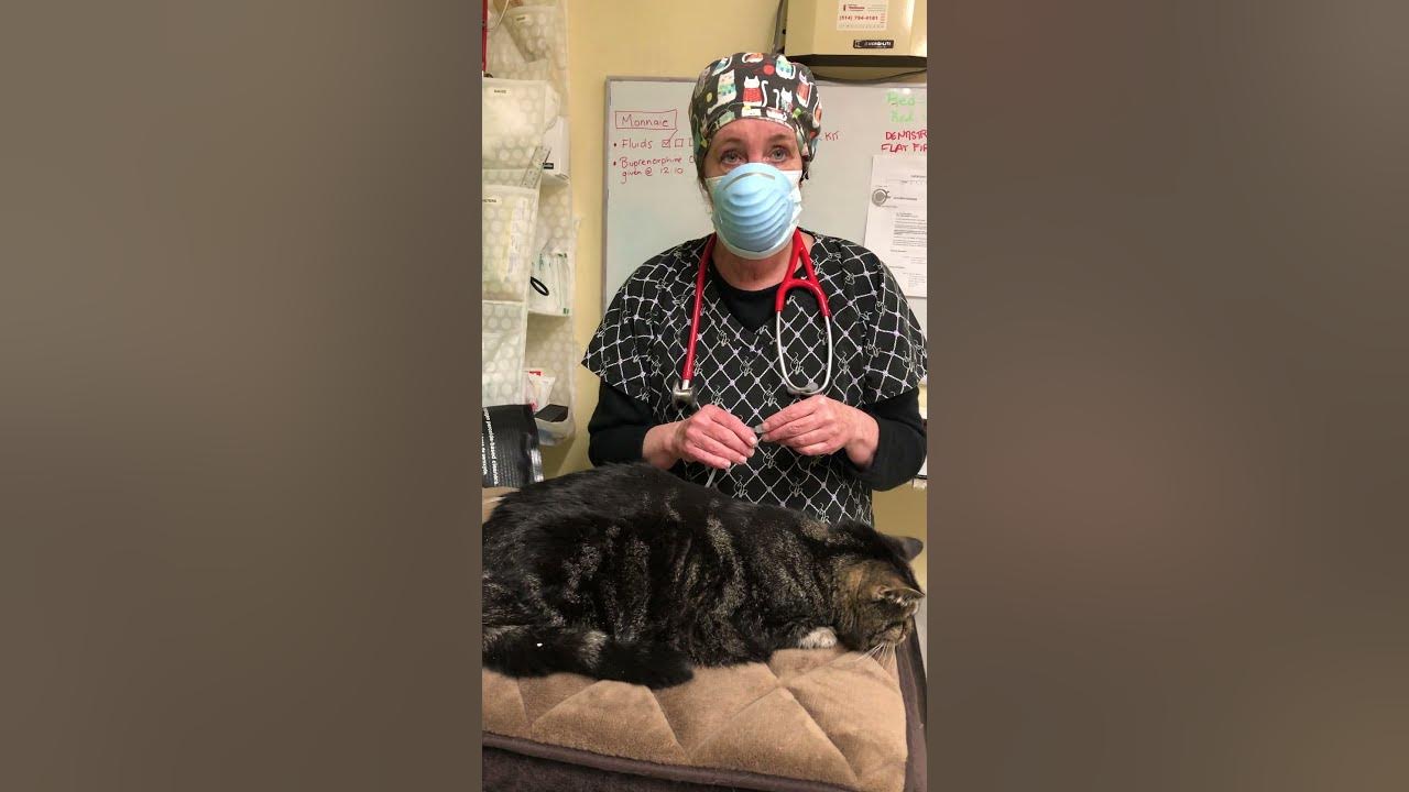 How to Give a Cat Fluids At Home Pt. 4 Practicing giving fluids to