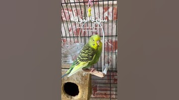 #سورة_التوبة #قرآن #ياسر_الدوسري #المصحف #اكسبلور #السعودية #طيور #البادجي #العراق #quran #birds