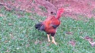 Galo Caipira De Pescoço Pelado Vermelho - Gigante