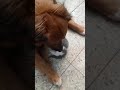 Katzenbabys Little - Die ganz Kleinen mit Gustav