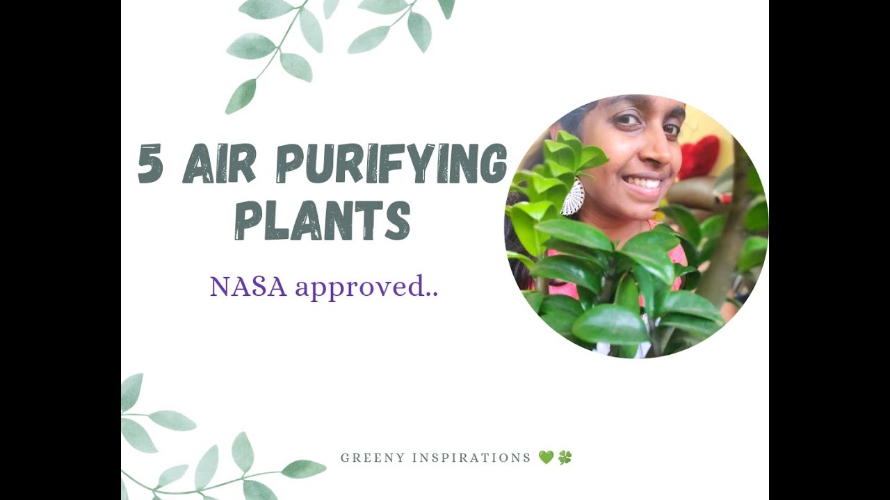 5 Best Air Purifying Indoor Plants | NASA Approved | Style Your Indoors ...