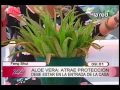 Feng Shui de las plantas: Aloe Vera atrae protección, suerte y properidad
