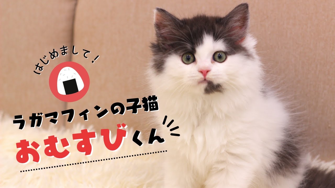 子猫 ラガマフィンのおむすびくんをお迎えしました 猫カフェデビューへの道 おむすび編 Youtube