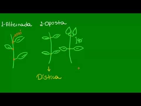 Vídeo: Quais são os três tipos de filotaxia?
