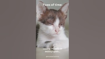 Paws of Time: Imprints on Destiny