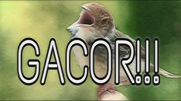 Prenjak Lumut Jantan Muda  GACOR NEMBAK Bagus untuk Pancingan/Mastering