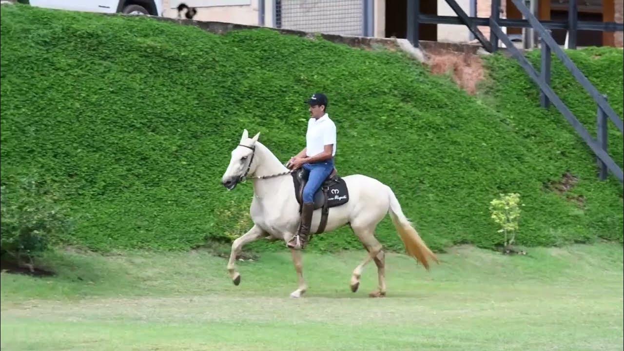 LOTE 06 A  ZORRO DO ZEL (LEILÃO ELITE NACIONAL PAMPA - ADULTOS