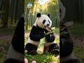Panda eating bamboo when a hungry sparrow visits 🐼🐦 #shorts