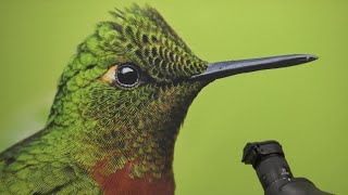 Morro Bay Hosts One of the Top Five Birding Festivals in the Nation