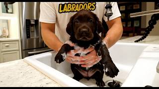 Download Lagu His Last Bath Before Going to His Forever Home 😭🐾 MP3 Download Lagu His Last Bath Before Going to His Forever Home 😭🐾 MP3