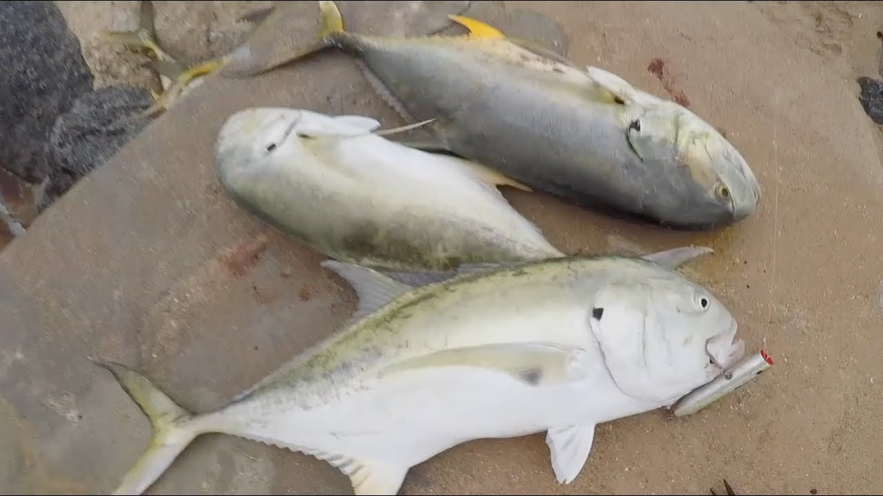 Fish KILL Themselves For this LURE! EPIC Topwater Popper Fishing