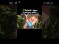 🌿 Cafeină + Amla în șampon solid – pentru părul care cade #estyt #natural