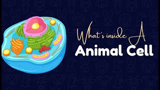 🔬 What is an Animal Cell? | Structure and Functions Explained!