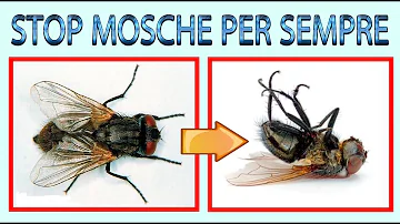 Come allontanare mosche in giardino?