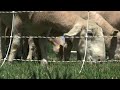University tests sheep versus lawnmowers