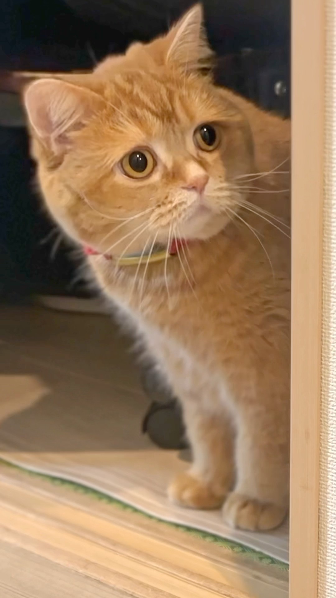 He Just Wanted to Fix His Brother's Broken Car… #cat #cute #kitten
