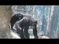 心細いレモン 🍋　天王寺動物園　チンパンジー　202604