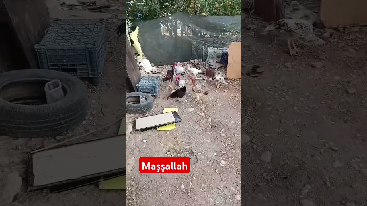 abone olalım arkadaşlar