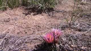 Spring Wildflowers