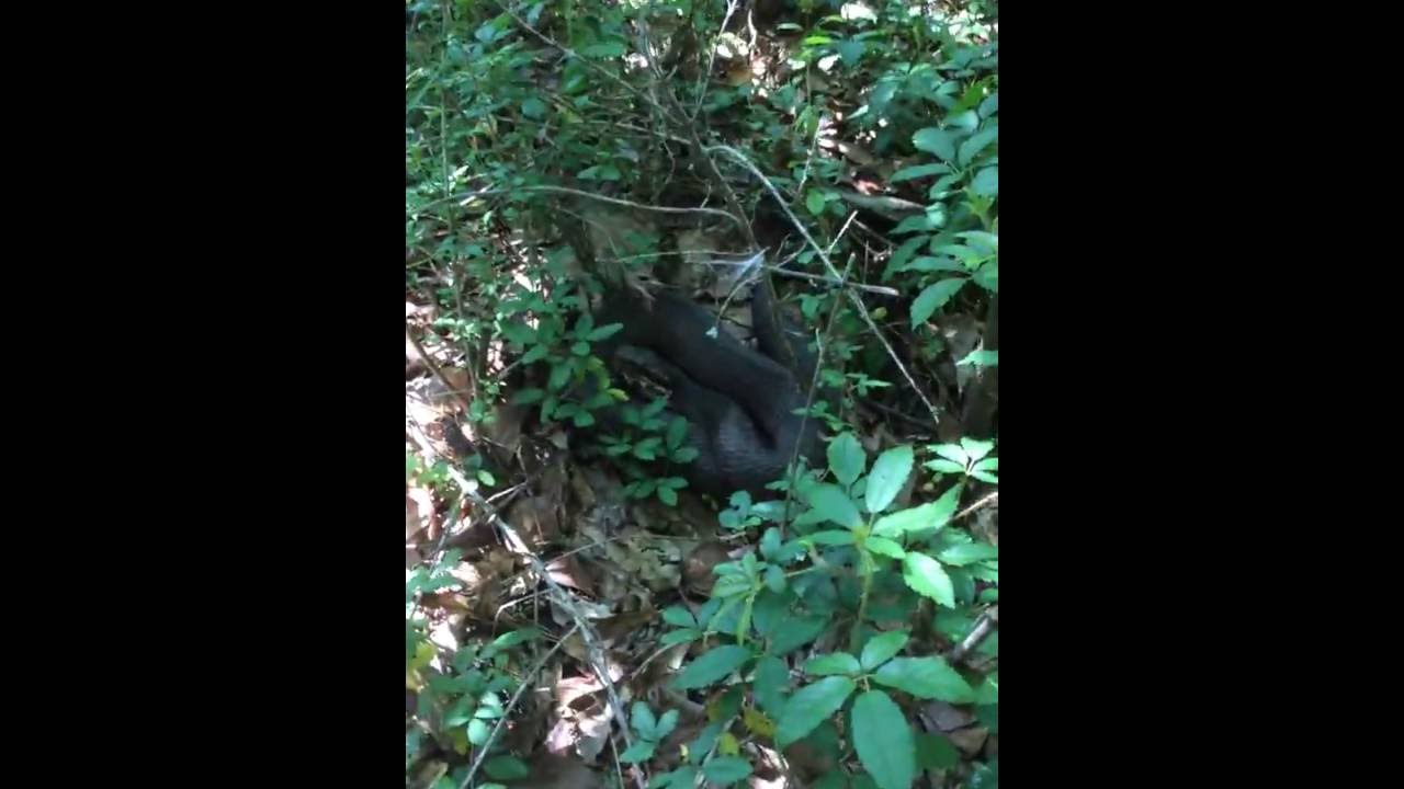 animal video Exclusive Wildlife & Pest Control~ Large Cottonmouth